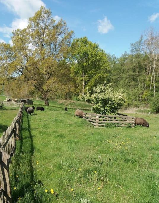 Exklusivewohnung Mitten In Der Natur - Ruth'S Nest Babelin Exteriör bild